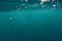 WitnesSeas : TBS soutient des actions de reforestation sous-marine