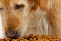 L'animalerie en ligne Wanimo est cédée à Animo Concept