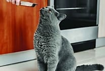 Le petfood, un secteur qui garde tout son mordant !