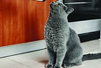 Le petfood, un secteur qui garde tout son mordant !