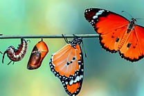 Lead generation : augmentez votre taux de transformation !