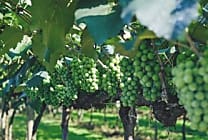 Les Grappes : le premier partenaire digital des vignerons français