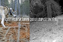 WWF mise sur Strava pour alerter sur la condition des loups en France