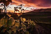 #WineTech 5 start-up qui disruptent le marketing du vin