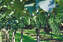 Les Grappes : le premier partenaire digital des vignerons français