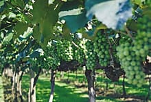Les Grappes : le premier partenaire digital des vignerons français
