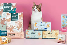 Ziggy : une success story bordelaise pour chats bien nourris