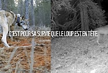 WWF mise sur Strava pour alerter sur la condition des loups en France