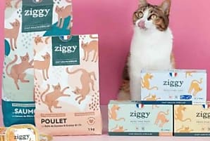 Ziggy : une success story bordelaise pour chats bien nourris