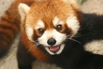 Mozilla veut accélérer le développement de Firefox