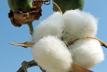 Levi Strauss & Co rejoint le U.S. Cotton Trust Protocol