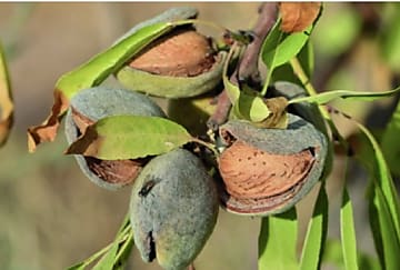 La Compagnie des Amandes veut relocaliser la production agricole de l'amandier en France