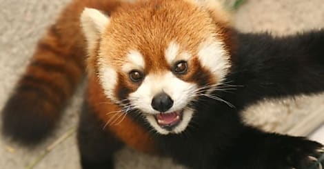 Une faille critique dans Firefox 16 !