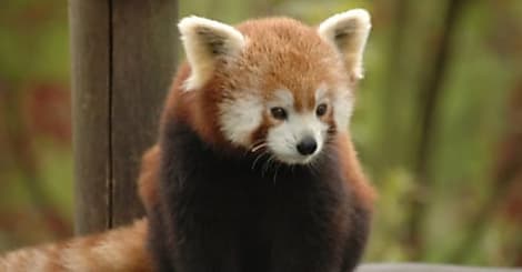 Firefox 23 renforce ses liens sociaux