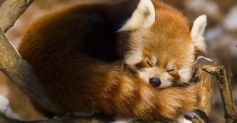 Firefox fait peau neuve sous iOS