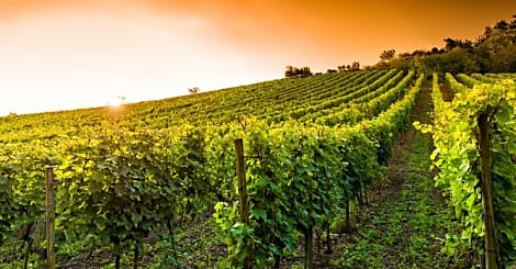 [Start-up sourcing] Agriconomie, le Amazon agricole