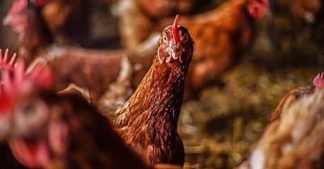 [Start-up sourcing] 'L'oeuf qui ne tue pas la poule' attaque le BtoB