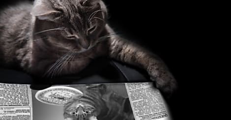 Les chats font-ils plus vendre que les chiens ?