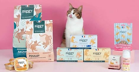 Ziggy : une success story bordelaise pour chats bien nourris
