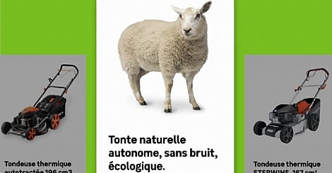 Avec 'Plan Bêêê', Leroy Merlin remplace la tondeuse par des moutons