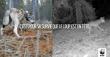 WWF mise sur Strava pour alerter sur la condition des loups en France