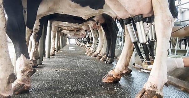 Sodiaal veut offrir 'la petite fleur' à ses éleveurs