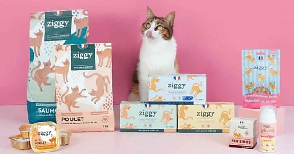 Ziggy : une success story bordelaise pour chats bien nourris