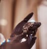 Luxe français : savoir-faire, traçabilité et nouvelles attentes clients