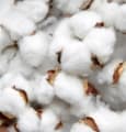 Levi Strauss & Co, Tesco et Gildan veulent du coton cultivé de manière plus durable