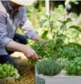 Botanic devient société à mission