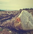 Déforestation et activités agricoles : liaisons dangereuses