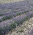 L'Occitane se mobilise pour protéger la lavande