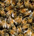 Le Parlement Européen organise une semaine pour les pollinisateurs