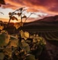 #WineTech 5 start-up qui disruptent le marketing du vin