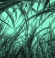 La start-up Senseen évalue la forme des plantes