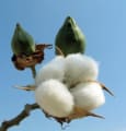 Levi Strauss & Co rejoint le U.S. Cotton Trust Protocol