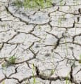 Changement climatique : mettre au point une agriculture durable pour réduire les risques