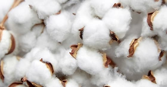 Levi Strauss & Co, Tesco et Gildan veulent du coton cultivé de manière plus durable