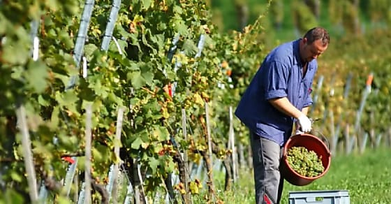 Le nombre de vignerons expéditeurs a reculé de 33 % en 20 ans, pour atteindre 3 995 en 2019. Shutterstock